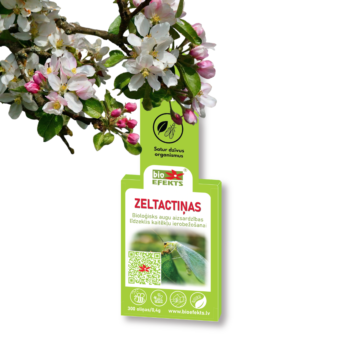 Zeltactiņas ābelē