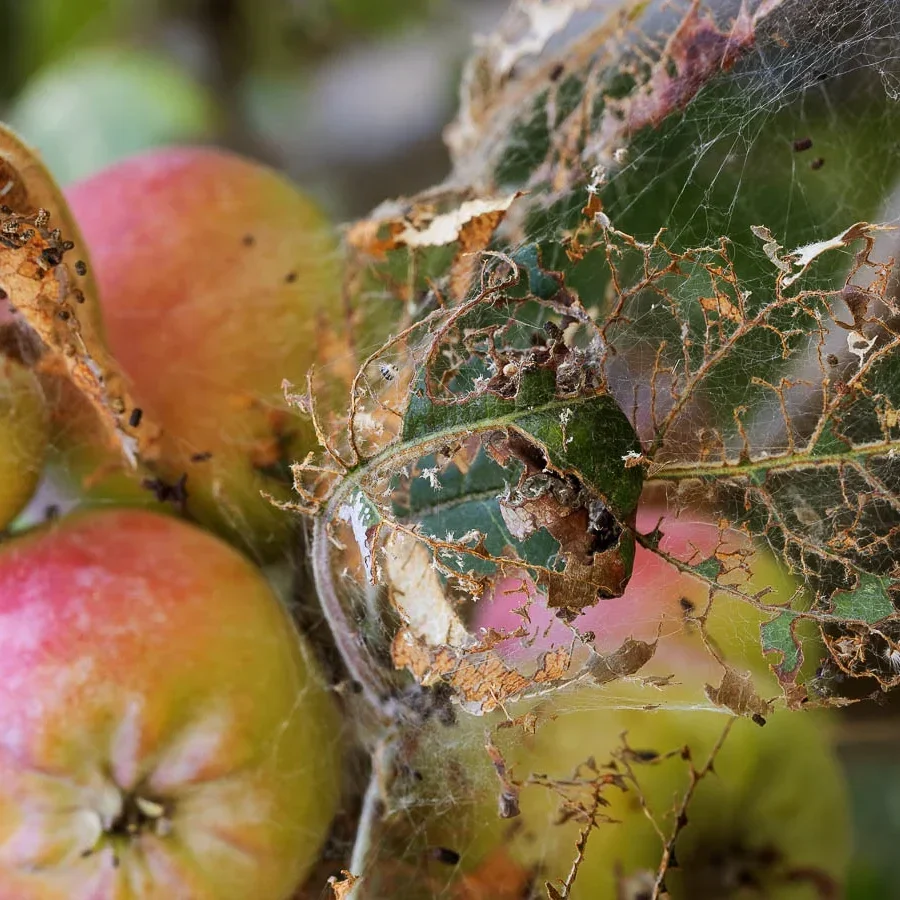Lapu tinējs uz bojātas ābeles.